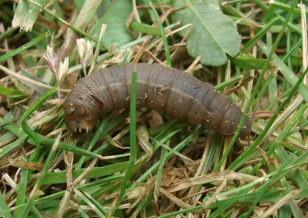 When It Comes to Grub Control, Timing is Everything - Jay-Lan Lawn Care