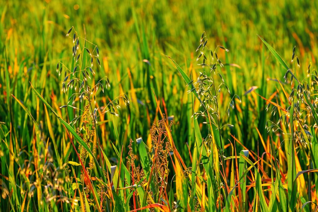 Common spring weeds