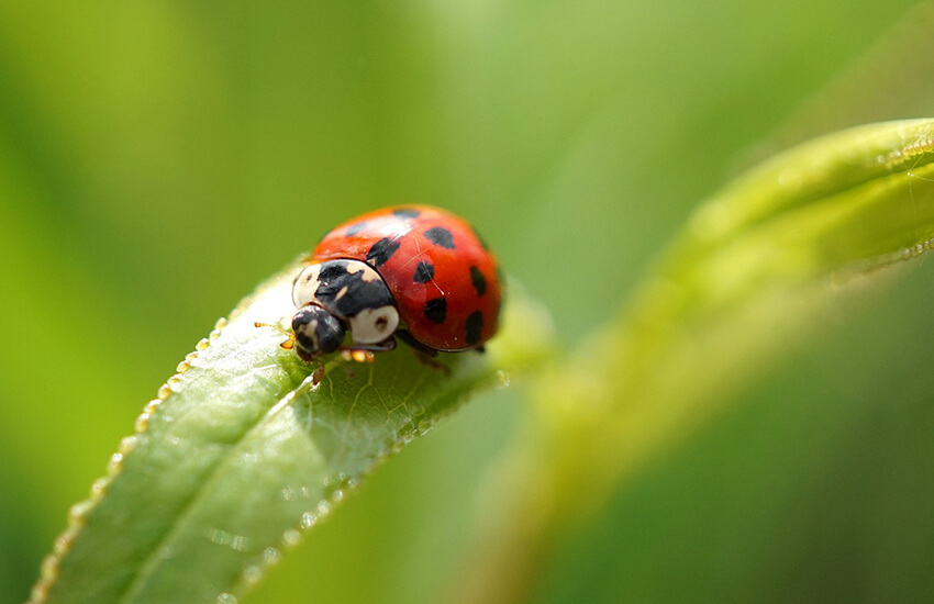 Insect Control, Jay-Lan, Sioux City, IA