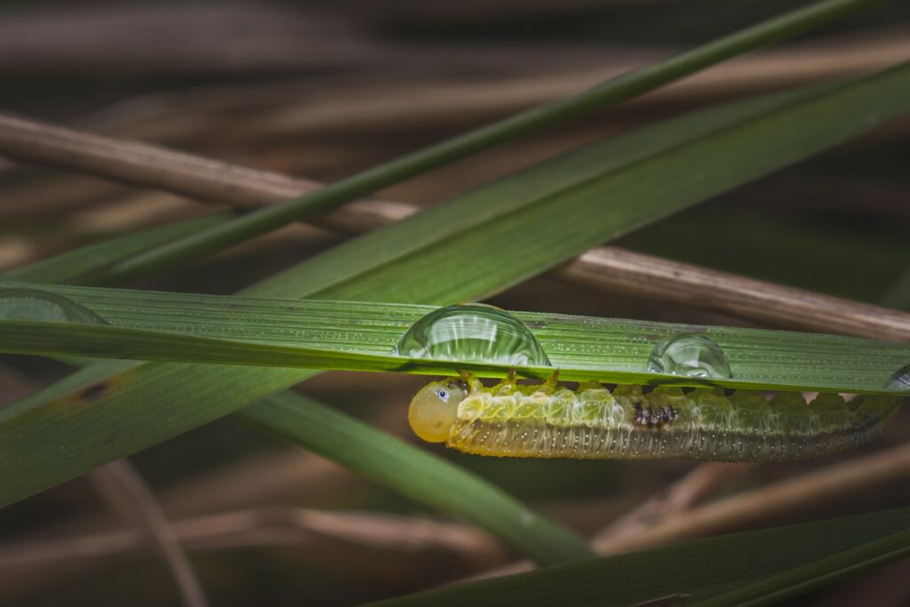 Sioux City Grubs: What Do Grubs Turn Into?