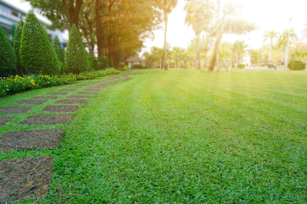 new year resolutions for your lawn
