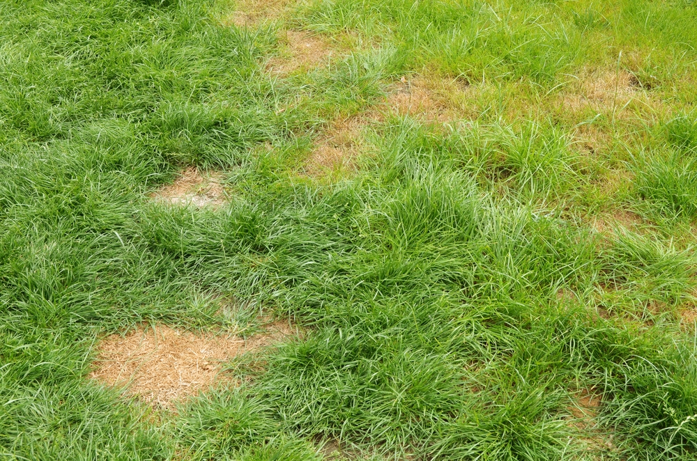 brown patches in the grass