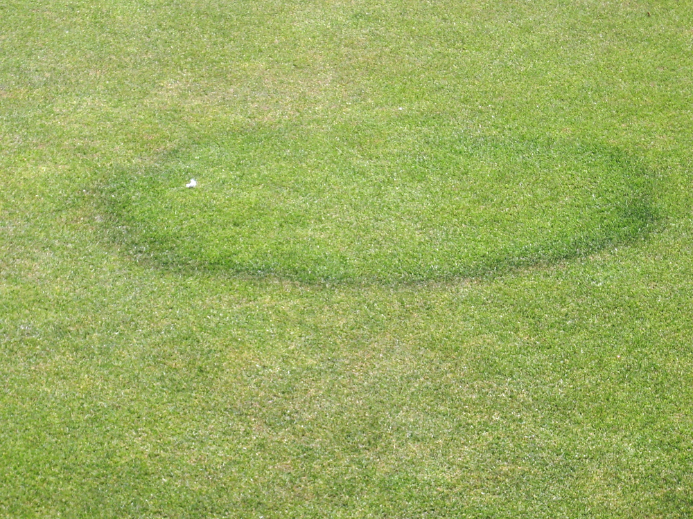 fungal disease on a grass showing the characteristic cicular ring
