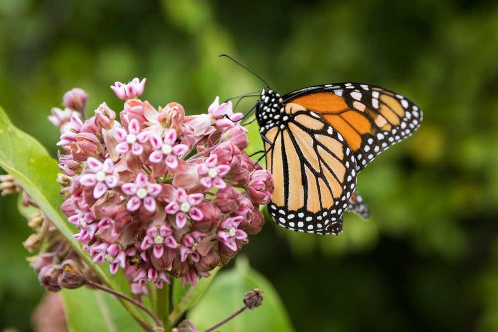 butterfly milkweed plant