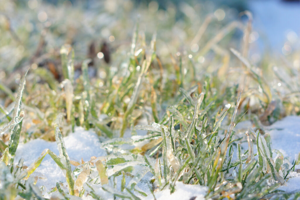 closeup shot of snow covering green grass