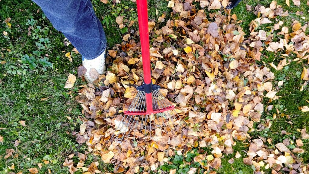 raking pile of leaves in the Autumn